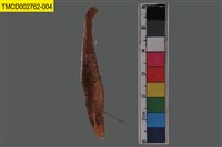 藏品(鬚赤對蝦)的圖片